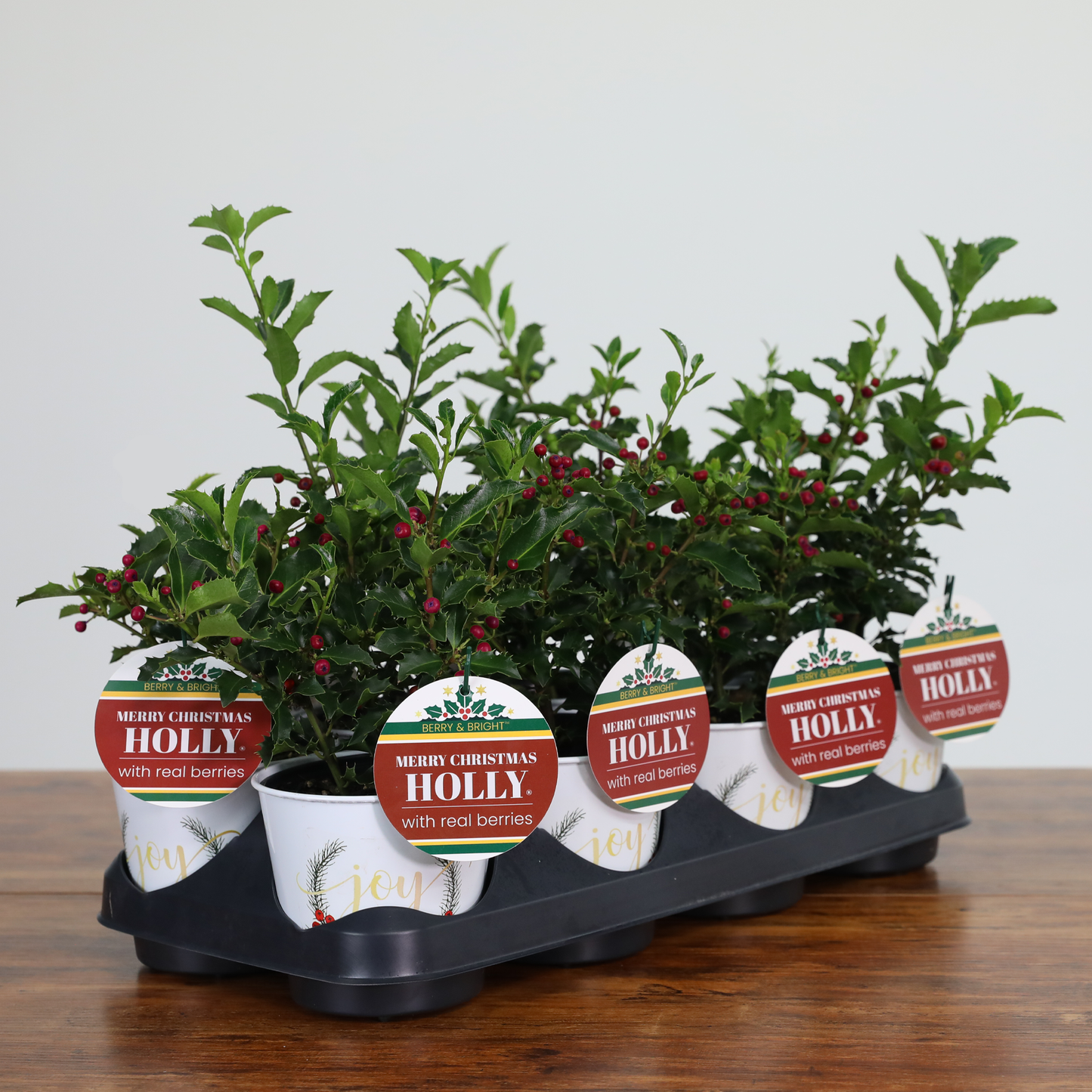 Merry Christmas Holly® (8-Pack) Joy