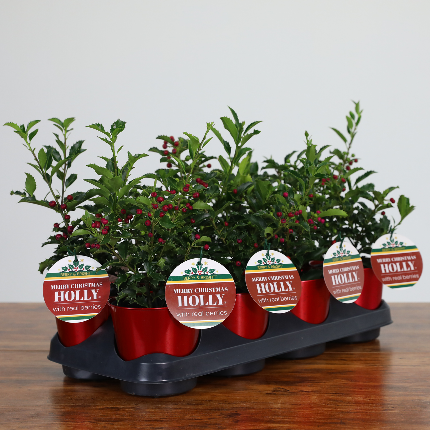 Merry Christmas Holly® (8-Pack) Red